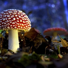 toadstool, Leaf