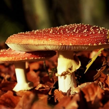 Leaf, mushrooms, toadstools