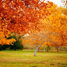 trees, autumn, Leaf, viewes