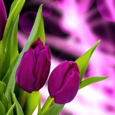 Leaf, Purple, Tulips