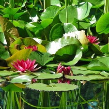 Leaf, lilies, water