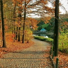 trees, Park, Leaf, Way, viewes, autumn