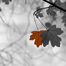 Leaf, black, White