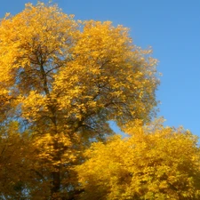 Leaf, autumn, Yellow