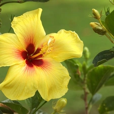 Yellow, Buds, Leaf, hibiskus