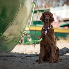 dog, Leash, Sand, Irish Setter