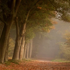 leaved, Fog, Way, forest, forest