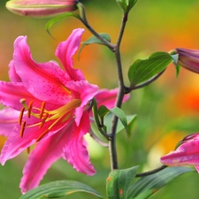 Leaves, blur, Buds, Colourfull Flowers, Lily