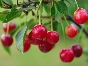 leaves, Red, cherries
