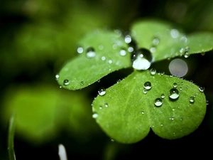 clover, drops, rain, leaves