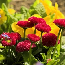 leaves, Red, daisies