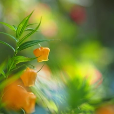 leaves, Yellow, Flowers