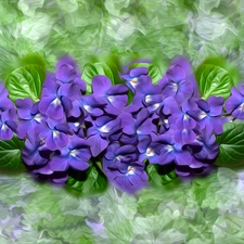 graphics, fragrant violets, leaves