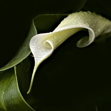 Leaves, White, Kalla