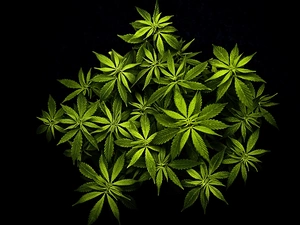 marijuana, green ones, leaves