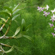 orchid, leaves