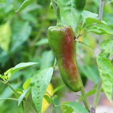 leaves, Green, pepper