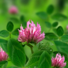 Pink, green ones, leaves, trefoil