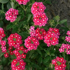 Pink, green ones, leaves, verbena