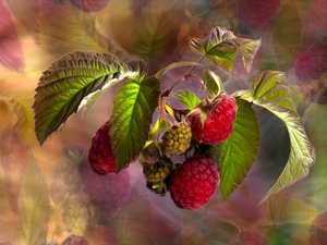 leaves, graphics, raspberries