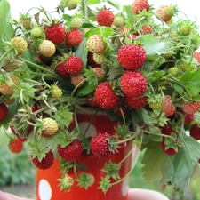 Strawberries, leaves