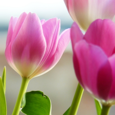 leaves, Three, Tulips