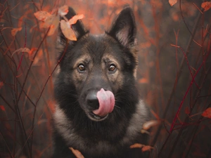 muzzle, dog, Twigs, leaves, tongue, German Shepherd
