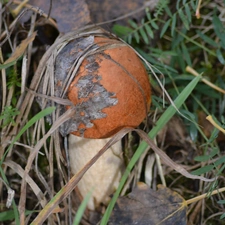 Leccinum Red, grass