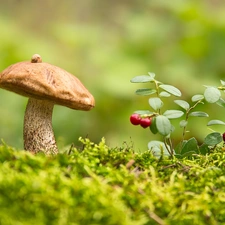 Mushrooms, snail, blueberries, Leccinum