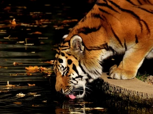ledge, tiger, water