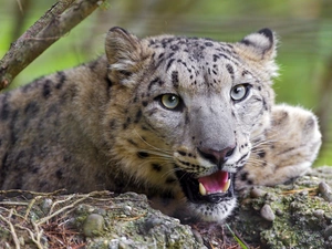 snow leopard, mouth, canines, open