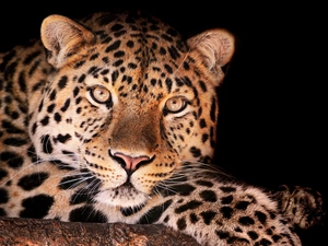 Leopards