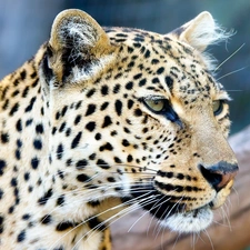 gazing, Leopards