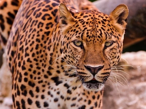 Leopards, The look
