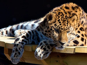 Leopards, resting