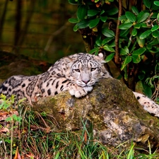 Resting, snow leopard