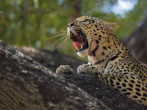 trees, Tiger-cat, Leopards