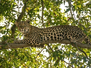 Leopards, trees