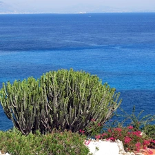 Levanzo, Italy, flourishing, Bush, sea