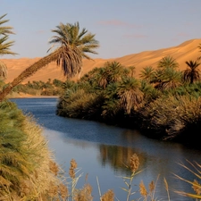 River, Desert, Libya, Palms