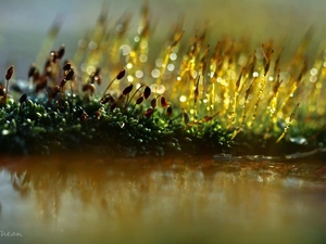 mosses, Close, Bokeh, lichens