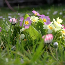 Primrose, Meadow, daisies, grass, luminosity, Spring, sun, flash, ligh