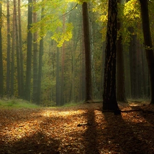 Przebijaj?ce, ligh, autumn, sun, luminosity, Leaf, forest, flash