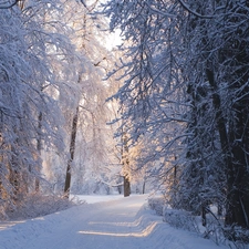 Przebijające, ligh, winter, sun, luminosity, Way, forest, flash