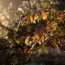 Fern, light breaking through sky, autumn, drops