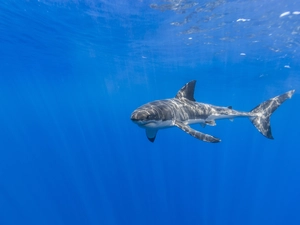 light, shark, streaks