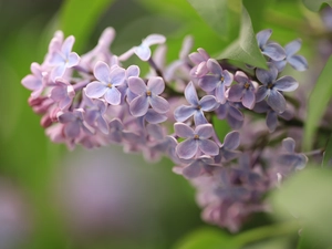 Flowers, twig, Syringa, Light Purple, without