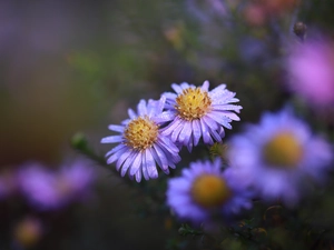 Astra, Flowers, dewy, lilac