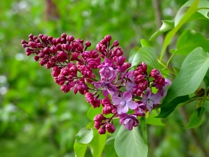 lilac, twig, blooming