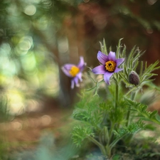 Colourfull Flowers, pasque, lilac